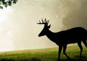 canstock.22079939.deer silhouette