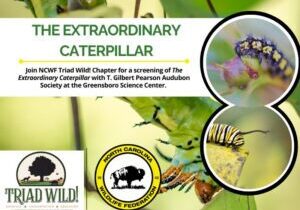 caterpillar