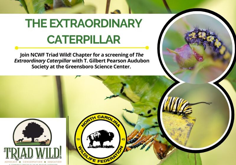 caterpillar