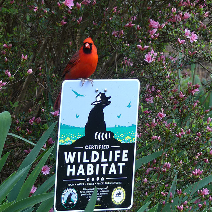 NCWF Certified Wildlife Habitat