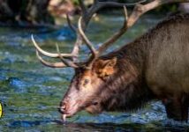 Rocky Mountain elk (Cervus canadensis nelsoni) by Heather Russell, NCWF Photo Contest Submission