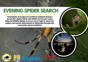 eveningspidersearch