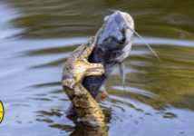 Photo: Jason Walle, NCWF Photo Contest Submission