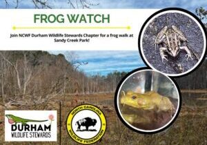 frogs (1)