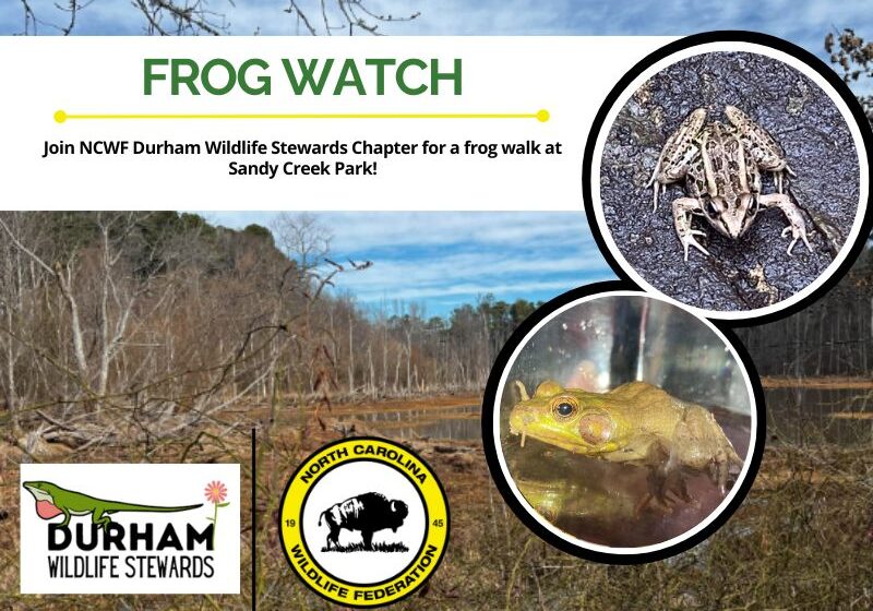 frogs (1)