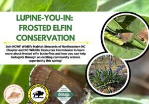 frostedelfinwebinarr