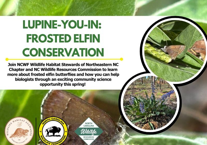 frostedelfinwebinarr