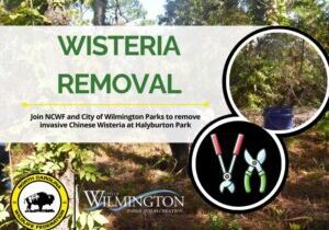 halyburtonwisteria0426