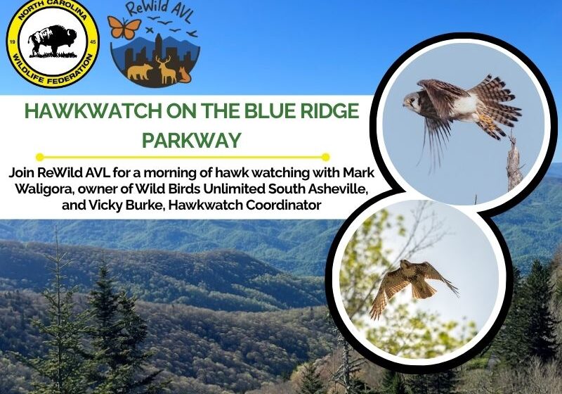 hawkwatch