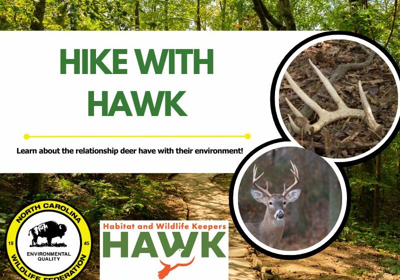 hikewithhawk