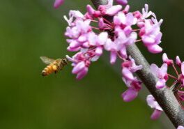 a honeybee on Eastern redbud flowers
