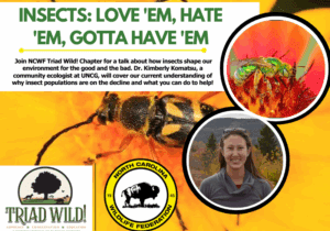 insects