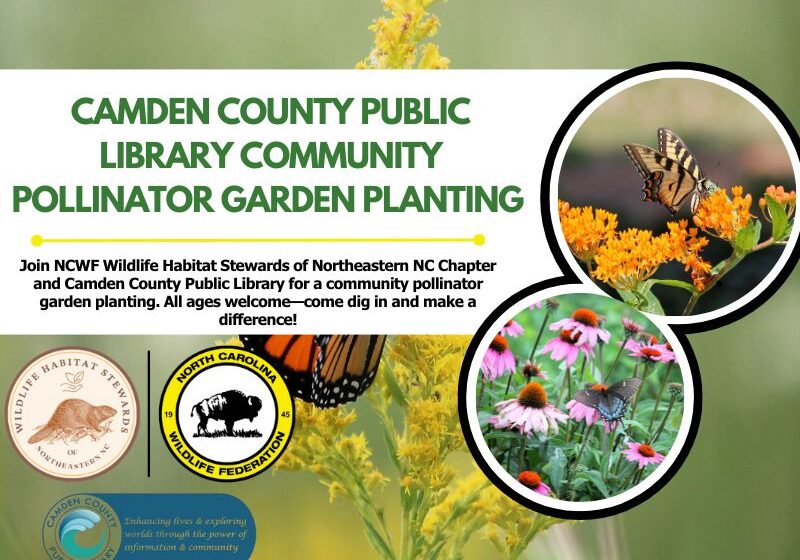 librarypollinatorgarden