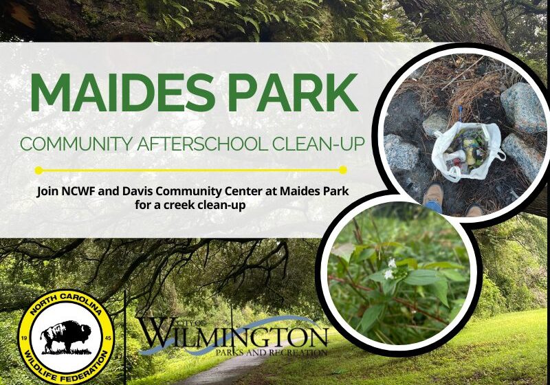 maidescleanup