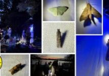 moth night