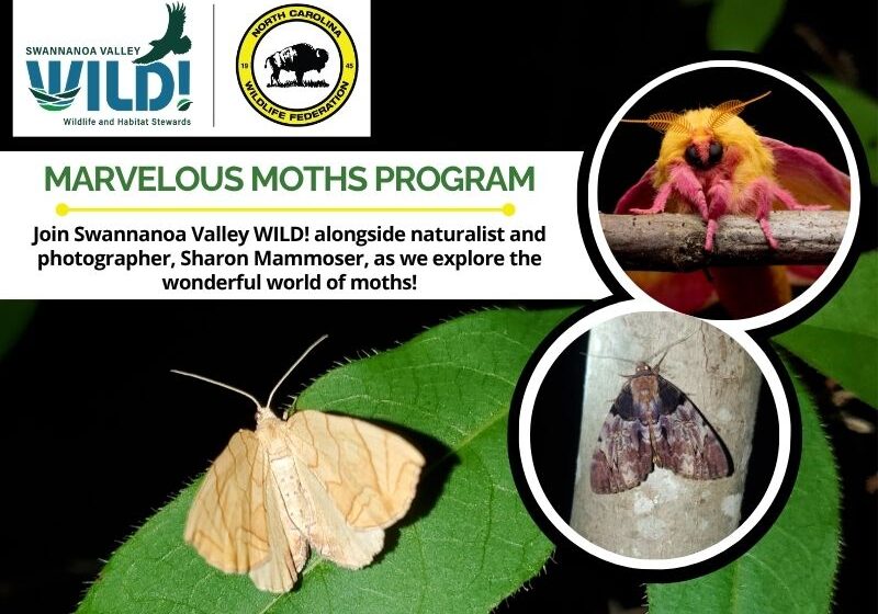 mothnight