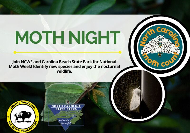 mothnightCBSP