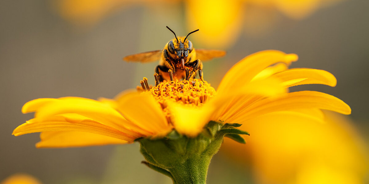 North Carolina Pollinators