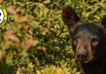 next in the field Photo: Black bear cub (Ursus americanus) by Romulus Stanek, NCWF Photo Contest Submission