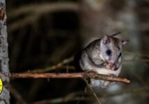 Carolina Northern flying squirrel (Glaucomys sabrinus coloratus)