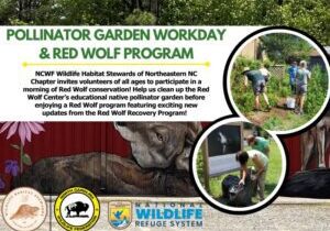 pgredwolfprogram