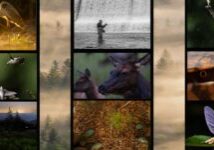 photo contest blog header photo contest blog header