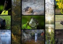 photo contest blog header (2)