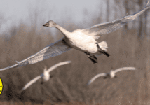 Photo: Snow goose (Anser caerulescens) by Helga Kleinert, NCWF Photo Contest Submission
