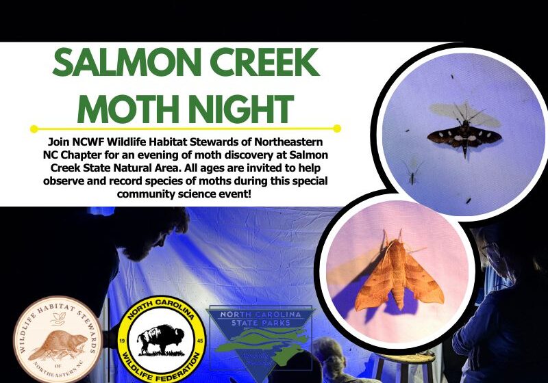 salmoncreekmothnight