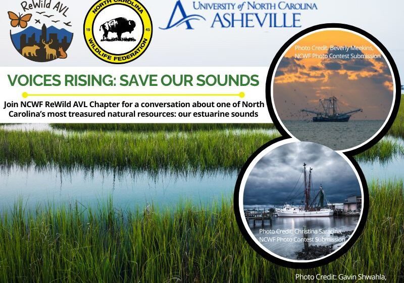 Program Banners - shrimp