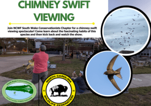 swifts