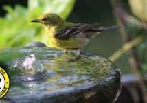 Photo: Pine warbler (Setophaga pinus) by Keith Benton, NCWF Photo Contest Submission