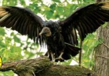 vulture