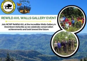 wallsgallery