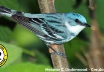 warbler warbler