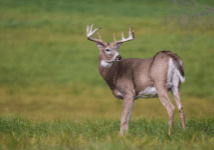 North Carolina’s first CWD positive case was detected in northern Yadkin County last December. CWD is a fatal and transmissible disease affecting cervids, including white-tailed deer and elk. 
