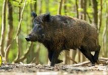 wild pig