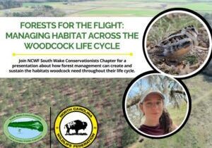 woodcock