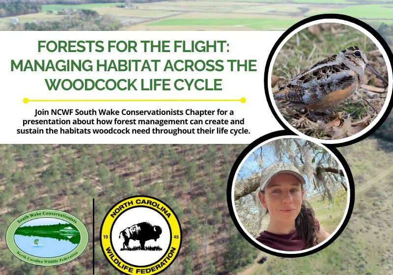 woodcock
