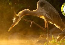 Photo: Great blue heron (Ardea herodias) by Ryan Imperio, NCWF 2025 Photo Contest Winner