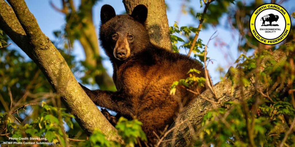 bear in tree