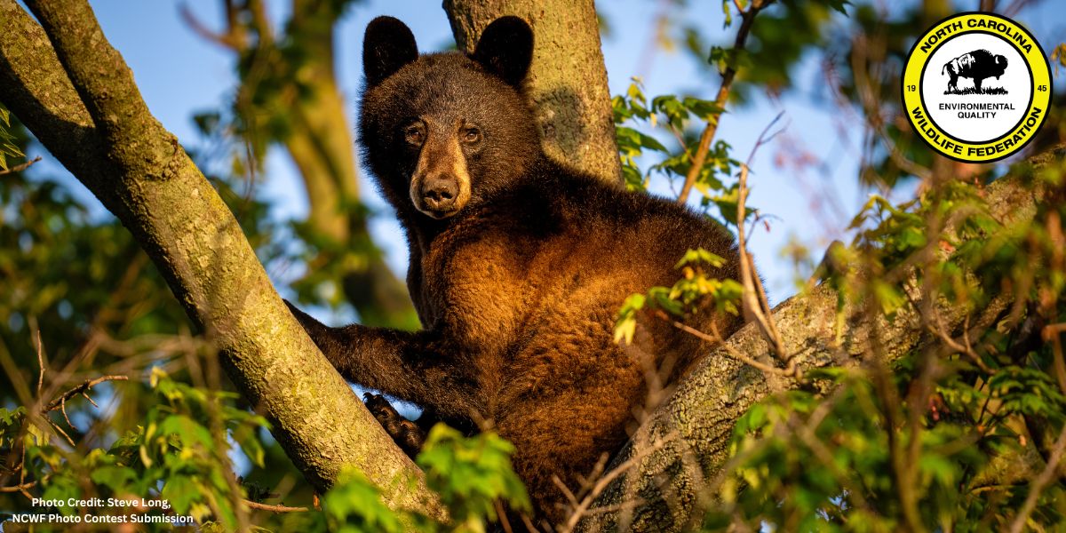 bear in tree