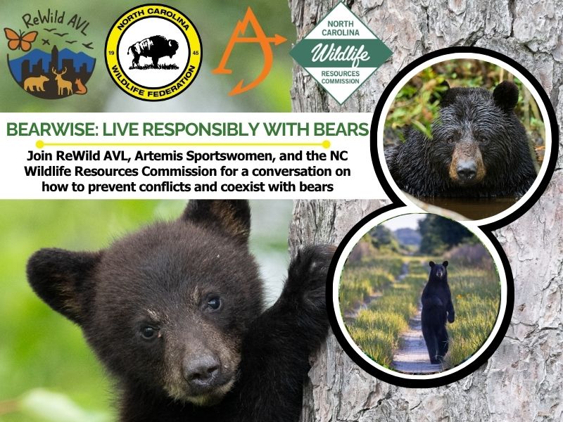 bears