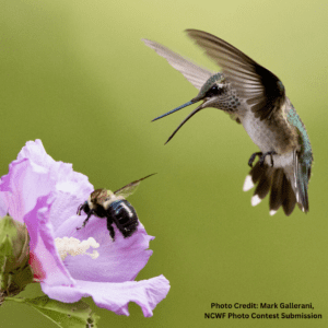 The birds and the bees doesn't account for our lesser known pollinators