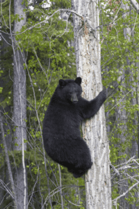 Black Bear Fest, Facts and Feats - North Carolina Wildlife Federation