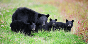 Black bear mom and 3 cubs
