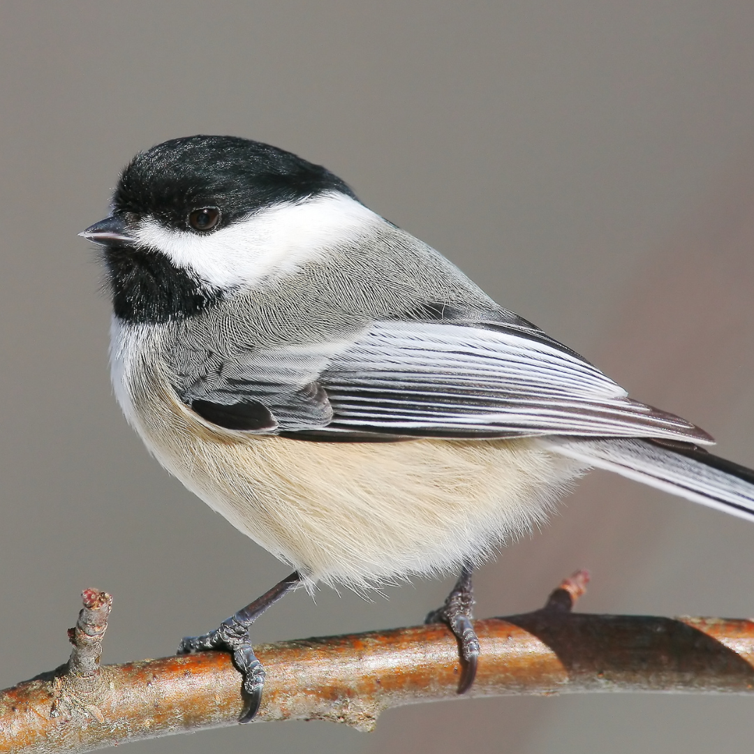 For the Love of Birds: Seven Birds from North Carolina’s list of ...