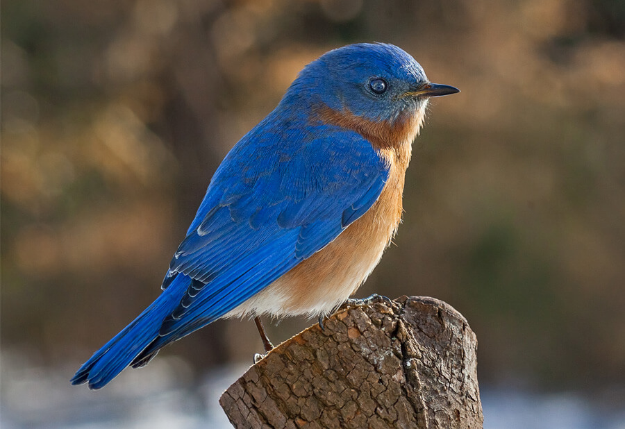 Preparing Bluebird Boxes for Spring