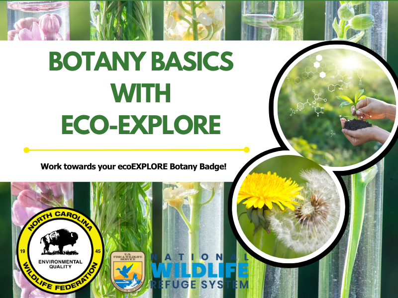 botany basics