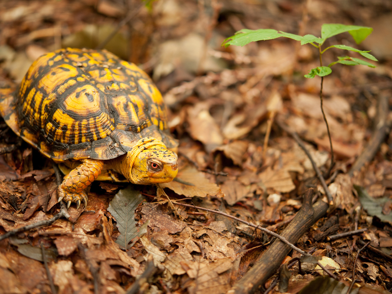 Box turtles are one of the many wildlife species that benefit when you leave the leaves.